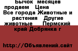 Бычок 6месяцев продаем › Цена ­ 20 000 - Все города Животные и растения » Другие животные   . Пермский край,Добрянка г.